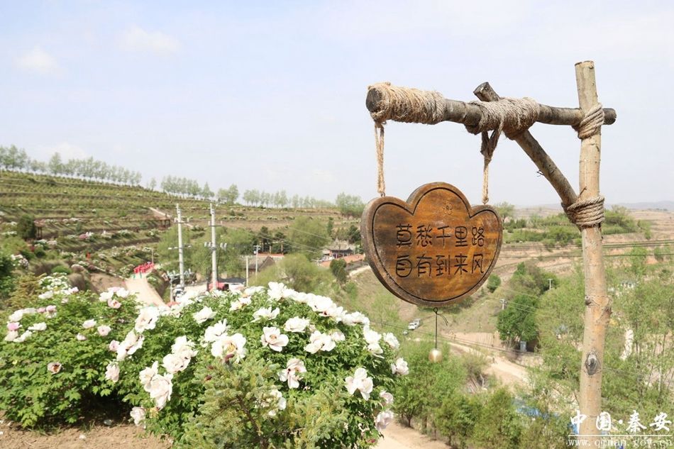 秦安王鋪鎮(zhèn)茆苑 牡丹開出“花經(jīng)濟(jì)”，文旅融合促振興